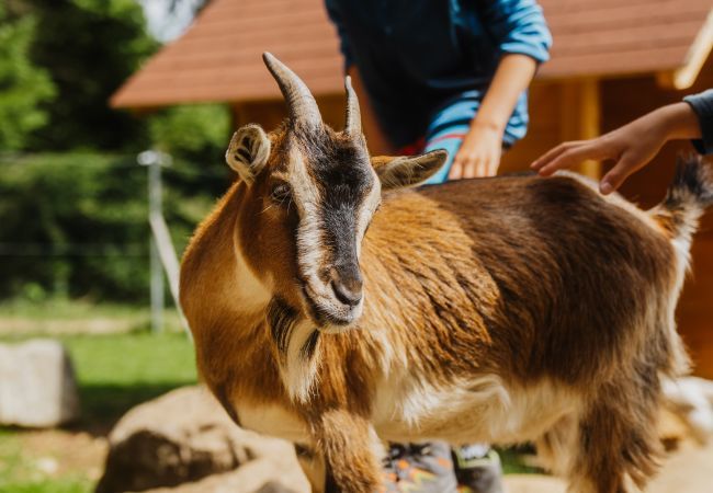 Chalet in St. Georgen am Kreischberg - Vakantiehuis # 5 met 3 slaapkamers Chalet in St. Georgen am Kreischberg - Vakantiehuis # 5 met 3 slaapkamers