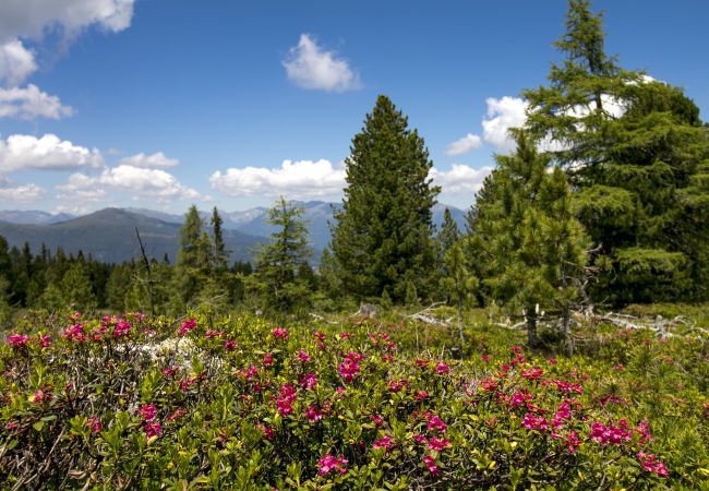 Chalet in St. Georgen am Kreischberg - Ferienhaus # 32 mit 2 Schlafzimmern für 8 Personen  Chalet in St. Georgen am Kreischberg - Ferienhaus # 32 mit 2 Schlafzimmern für 8 Personen
