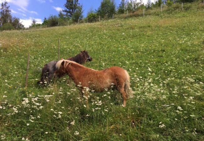 Ferienwohnung in St. Georgen am Kreischberg - Ferienwohnung #3 mit 2 Schlafzimmern für bis zu 6 Personen Ferienwohnung in St. Georgen am Kreischberg - Ferienwohnung #3 mit 2 Schlafzimmern für bis zu 6 Personen