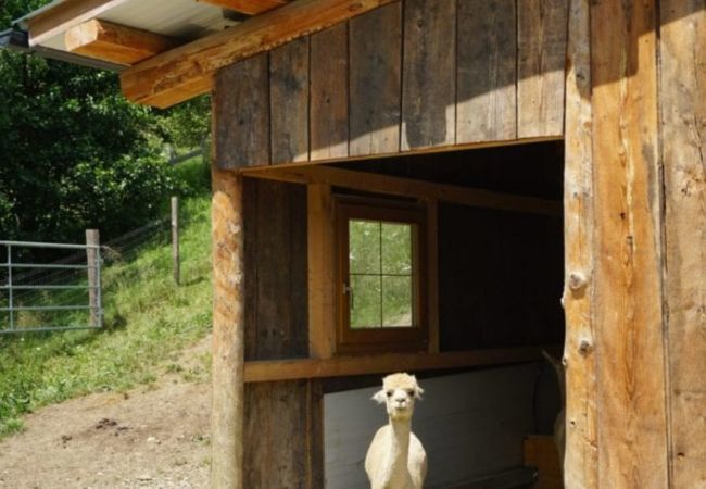 Ferienwohnung in St. Georgen am Kreischberg - Ferienwohnung #5 mit 2 Schlafzimmern für bis zu 7 Personen Ferienwohnung in St. Georgen am Kreischberg - Ferienwohnung #5 mit 2 Schlafzimmern für bis zu 7 Personen